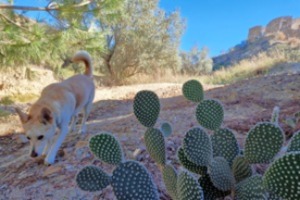 Chien en bonne santé