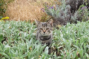 Chat en bonne santé
